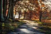 Phil Harbord - Autumn Walk